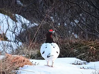 A male Ptarmigan spotted around the hotel just before the sunset.