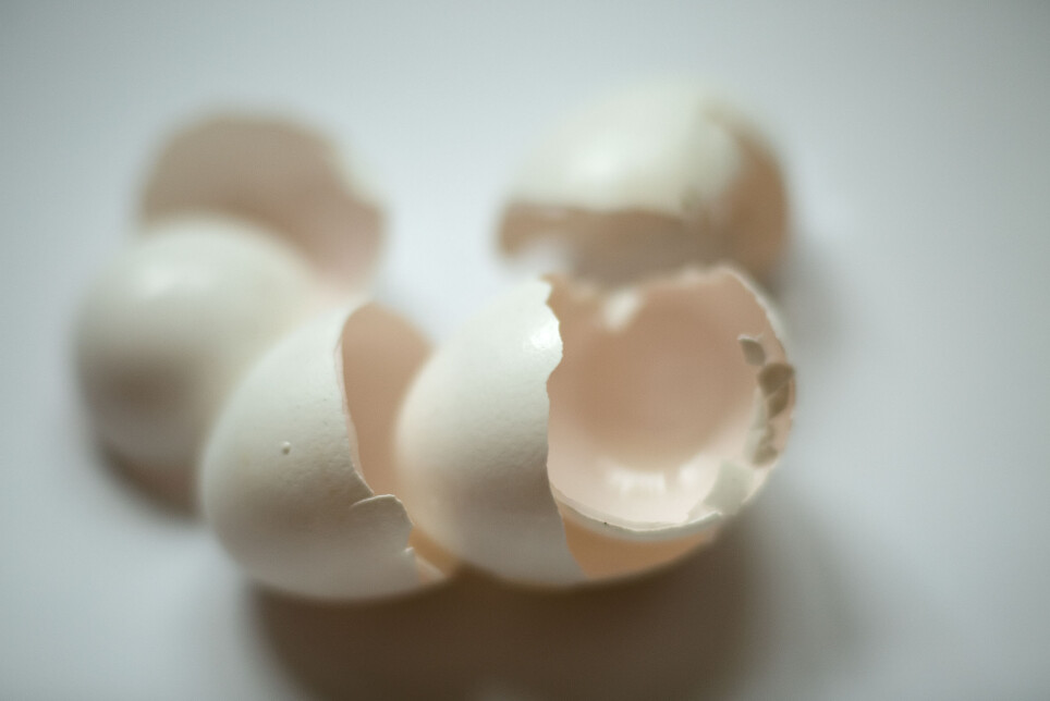 Synthesized properly in the lab, the calcium from the eggshell can be transformed into Amorphous calcium phosphates (ACP), a component that can replace the inorganic part of the bone, he explains furthermore.