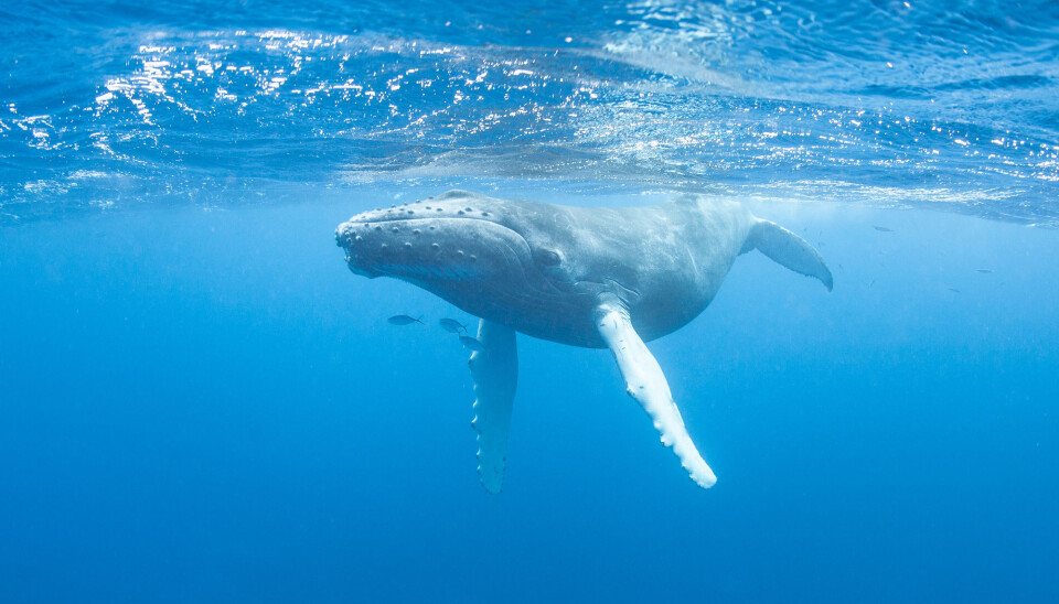 Angela Helen Martin has published a review article on how animals affect greenhouse gas emissions the ocean.