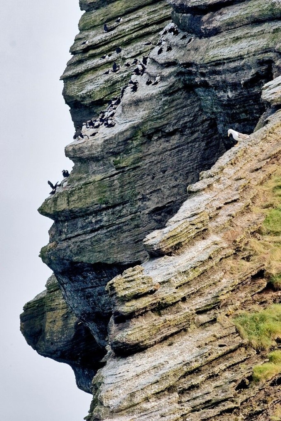 “There are some slight hopes that puffins will be able to adapt to the changing situation to some extent,” according to Hansen and Sandvik.