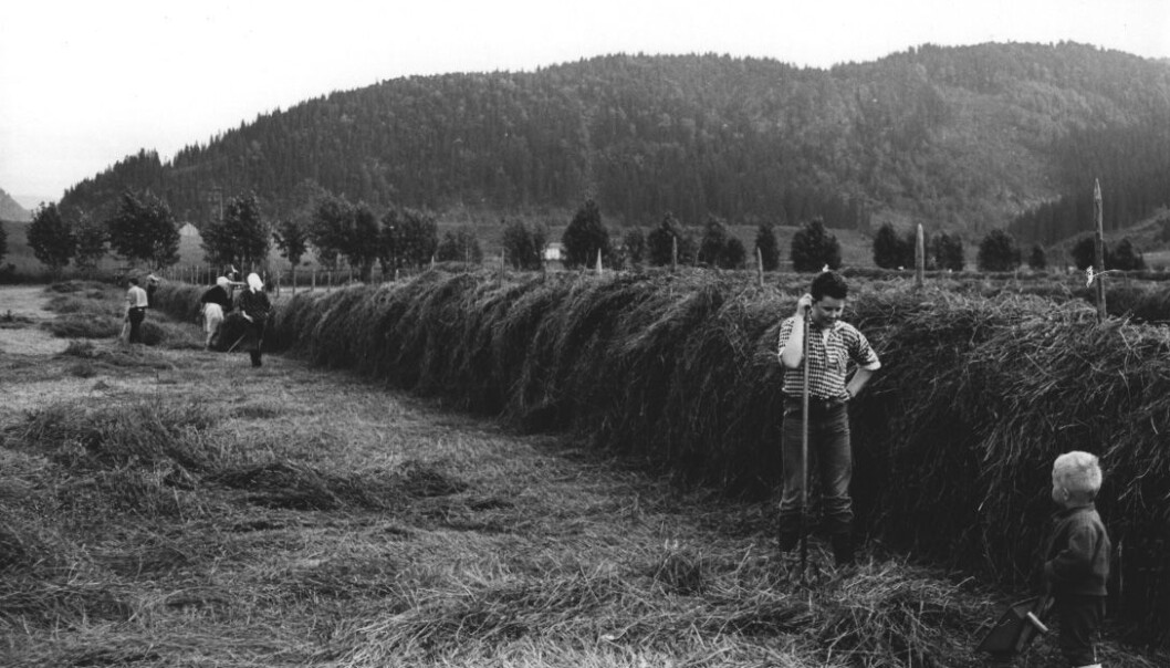 Active people, busy haying in the village of Hegra in Trøndelag county. Many people think that people’s BMI is higher today due to less physical activity at work and in our free time. But research in the field indicates otherwise. Active people, busy haying in the village of Hegra in Trøndelag county. Many people think that people’s BMI is higher today due to less physical activity at work and in our free time. But research in the field indicates otherwise.