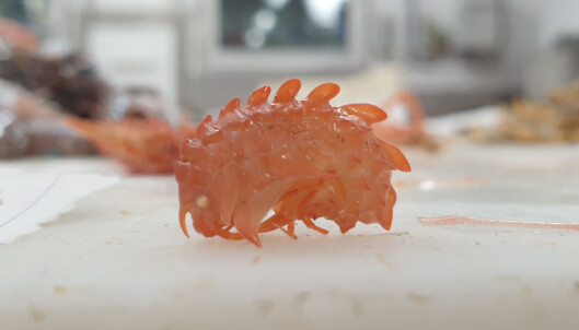 Pictures of some cryptic benthic species found in our nets. Pictures of some cryptic benthic species found in our nets.