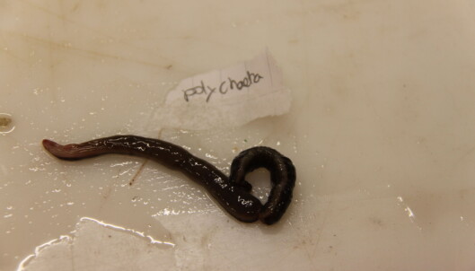 Pictures of some cryptic benthic species found in our nets. Pictures of some cryptic benthic species found in our nets.