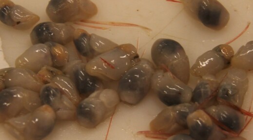 Pictures of some cryptic benthic species found in our nets. Pictures of some cryptic benthic species found in our nets.