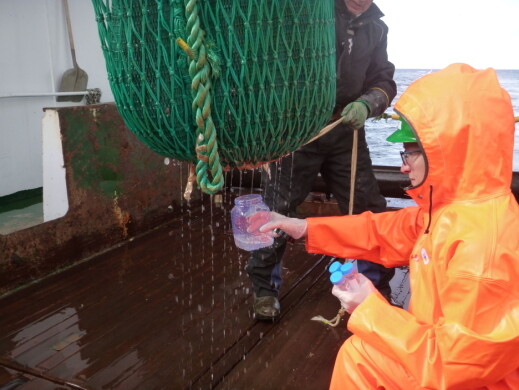 Taking samples of the water dripping from the trawl. Taking samples of the water dripping from the trawl.