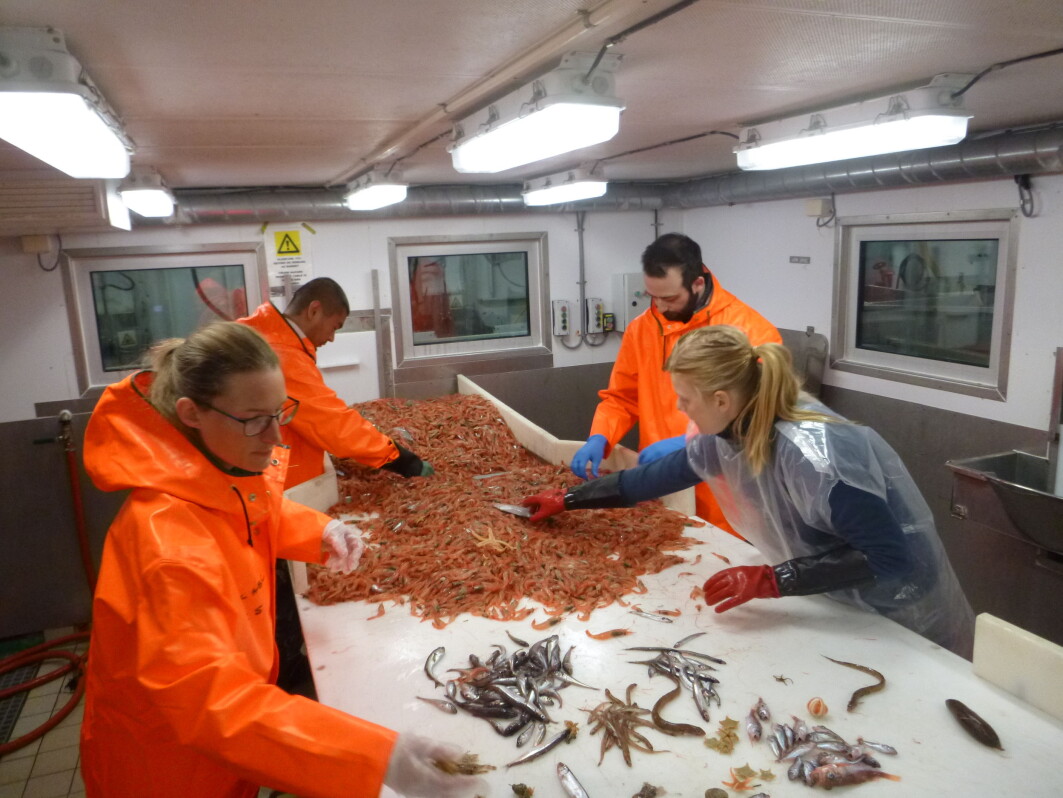 Sorting the fauna caught in bottom trawls. Sorting the fauna caught in bottom trawls.