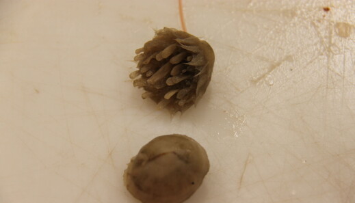 Pictures of some cryptic benthic species found in our nets. Pictures of some cryptic benthic species found in our nets.