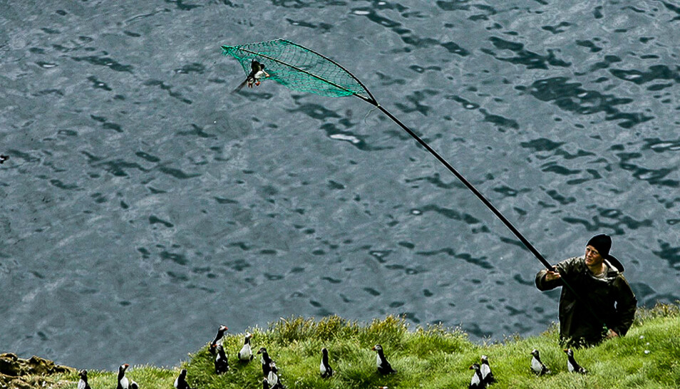 Puffin hunting in the the Westman Islands.