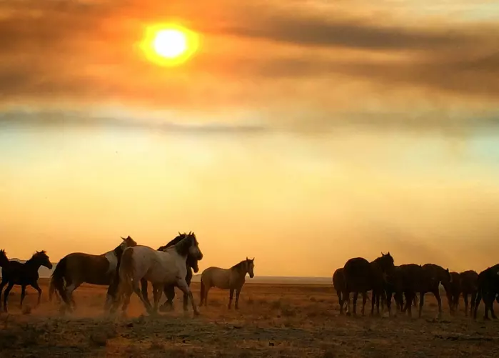 Wild horses are a pride and a challenge in North America.