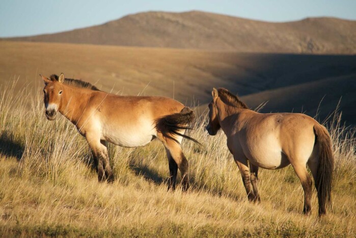 Przewalski’s horse. Przewalski’s horse.