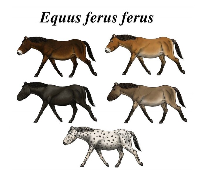 Researchers surmise that European wild horses might have had these coat colours. Researchers surmise that European wild horses might have had these coat colours.