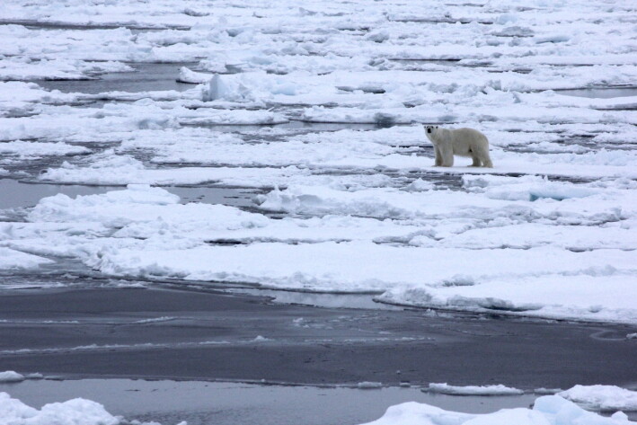 Encountering a polar bear, safely at a distance from onboard the ship. Encountering a polar bear, safely at a distance from onboard the ship.