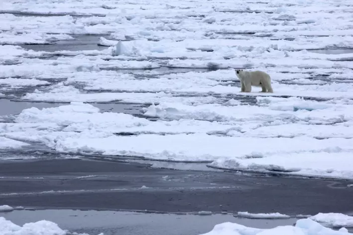 Encountering a polar bear, safely at a distance from onboard the ship.