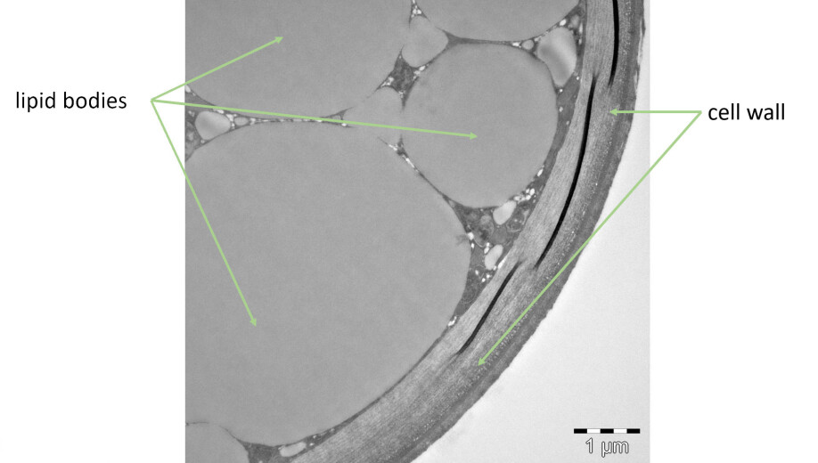 Tverrsnittet av Mucor circinelloides.