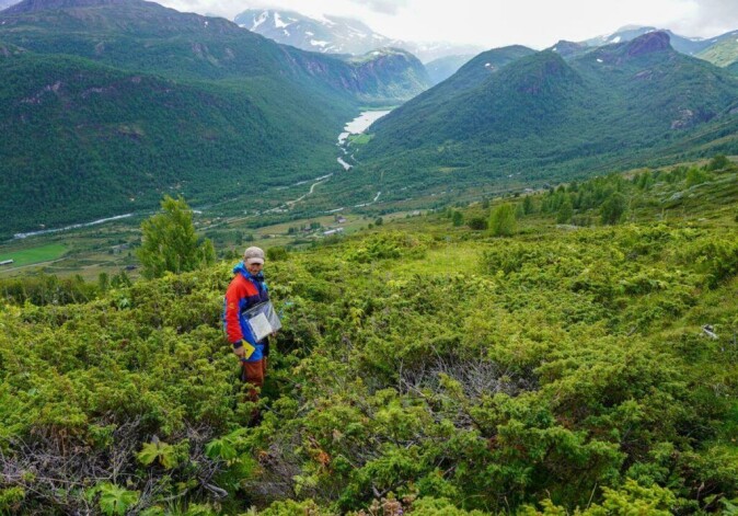 Elling Utvik Wammer among the juniper bushes before the clearing started. Elling Utvik Wammer among the juniper bushes before the clearing started.