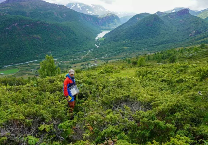 Elling Utvik Wammer among the juniper bushes before the clearing started.