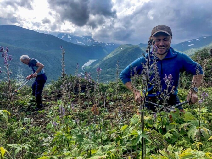 Reidar Marstein (left) and Elling Utvik Wammer are cutting and clearing the juniper. Reidar Marstein (left) and Elling Utvik Wammer are cutting and clearing the juniper.
