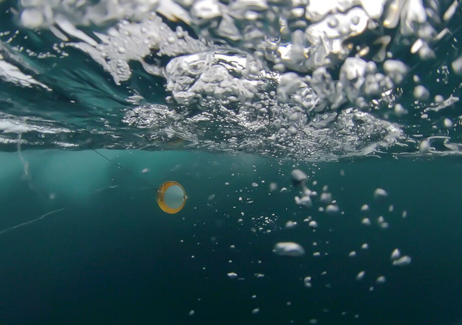 An underwater view of a phytoplankton net doing its job.