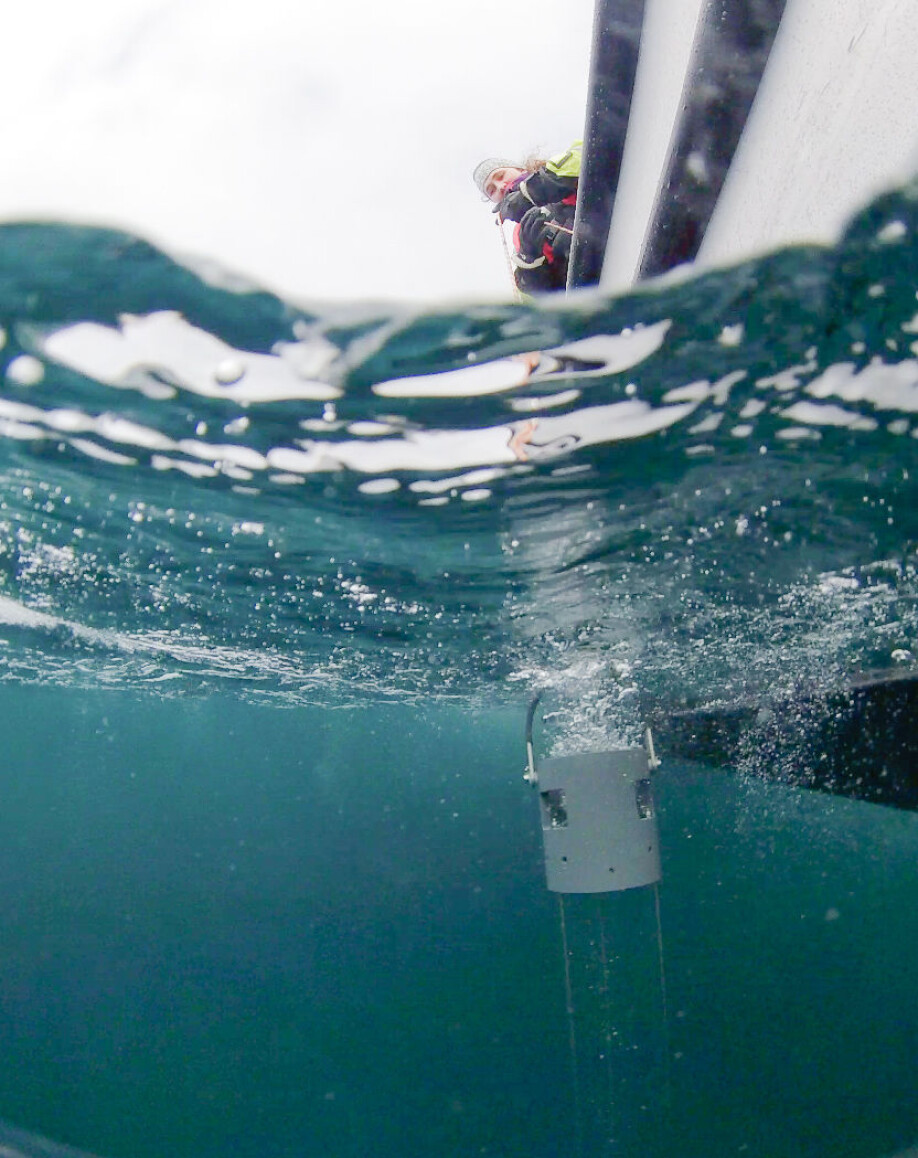 Maren Thu, from the Trondheim Biological Station, uses a Plexiglas water sampler, designed by NTNU researchers and built at the university. The design allows researchers to take fast, efficient water samples in rough seas.
