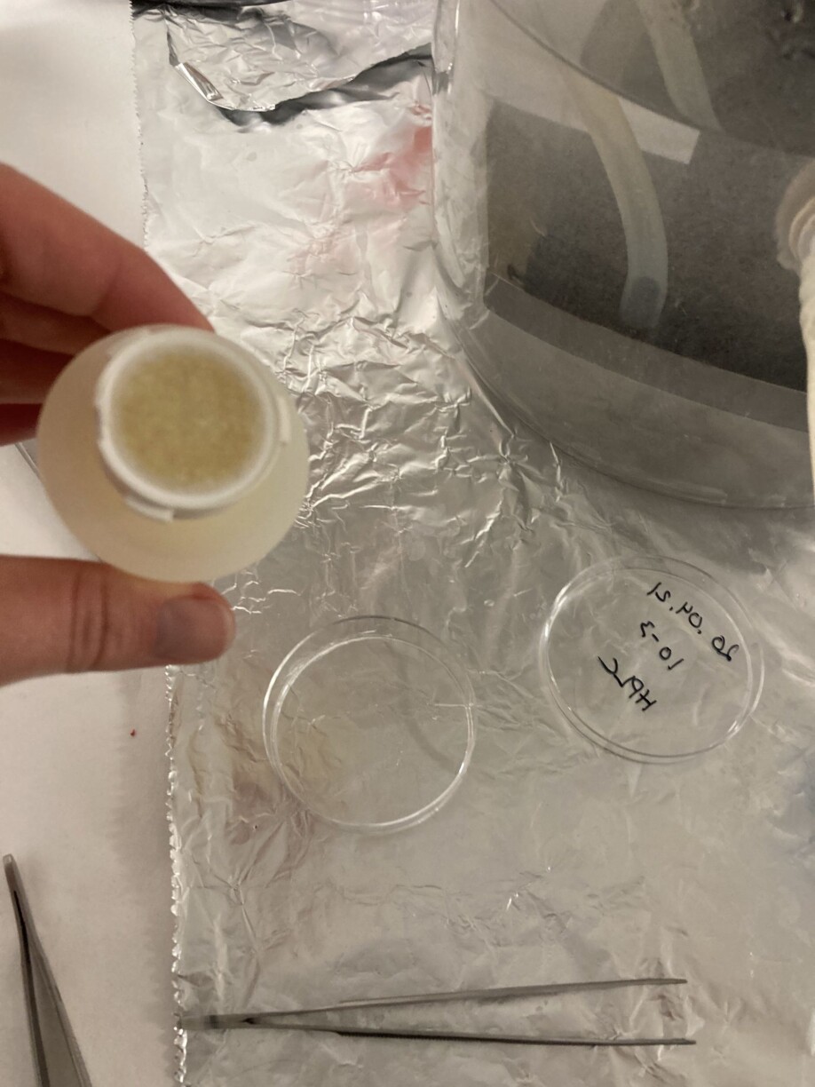 Researchers can tell if the microscopic phytoplankton have begun their spring “bloom” by filtering seawater. If the phytoplankton are in bloom and their numbers are high, they’ll be concentrated on the filter and turn it brown.