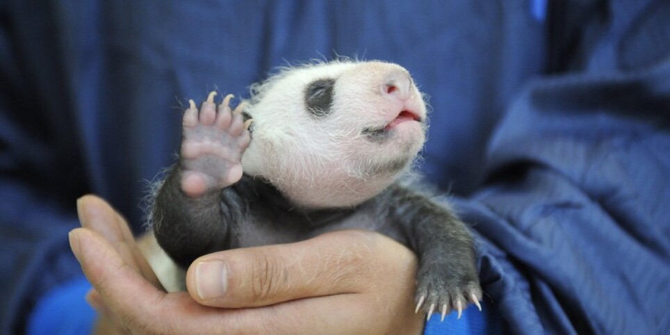 Professor Jianguo Liu has been involved with conserving giant pandas, among other efforts.