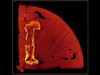 All the nails will be CT-scanned and fed into a 3D-model. This work will most likely take an entire year. All the nails will be CT-scanned and fed into a 3D-model. This work will most likely take an entire year.