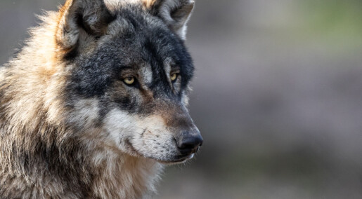 It’s not just city dwellers who like large carnivores It’s not just city dwellers who like large carnivores