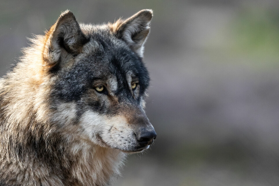 A Swedish study shows the wolf is the most controversial of all predators. Still, it is more popular than unpopular in Norway and Sweden.