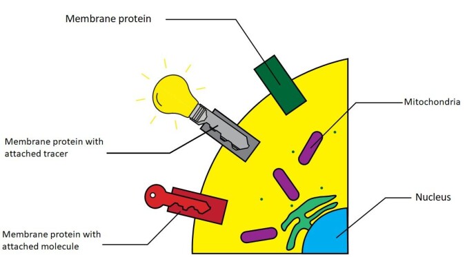 The cells in our body have many proteins on the surface where each protein only binds one, or a few different molecules. Different types of cells have different membrane proteins and the PSMA tracer will only attach itself to cells expressing a particular membrane protein. The cells in our body have many proteins on the surface where each protein only binds one, or a few different molecules. Different types of cells have different membrane proteins and the PSMA tracer will only attach itself to cells expressing a particular membrane protein.
