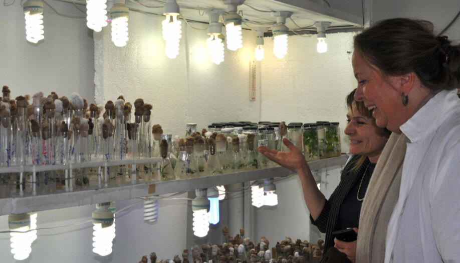 FNI researcher Regine Andersen being shown around one of Armenia’s state gene banks by researcher Gayane Melyan. Here potato conservation is in focus