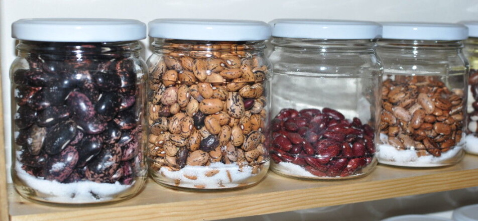 A small selection of bean varieties at the NGO Green Lane, which ensures that seeds of rare varieties can be distributed among farmers.