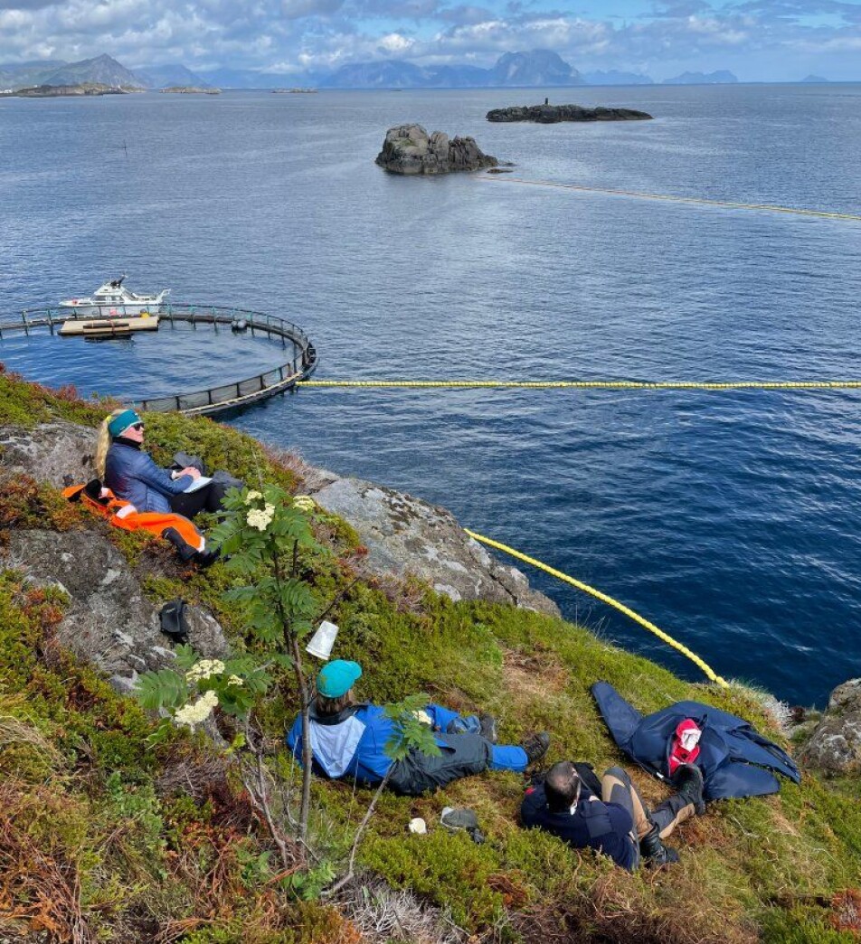 Office with a view. Victoria Vinje, Dr. Dorian Houser and Dr. Petter Kvadsheim scouting for incoming minke whales from Æsøya in Lofoten.