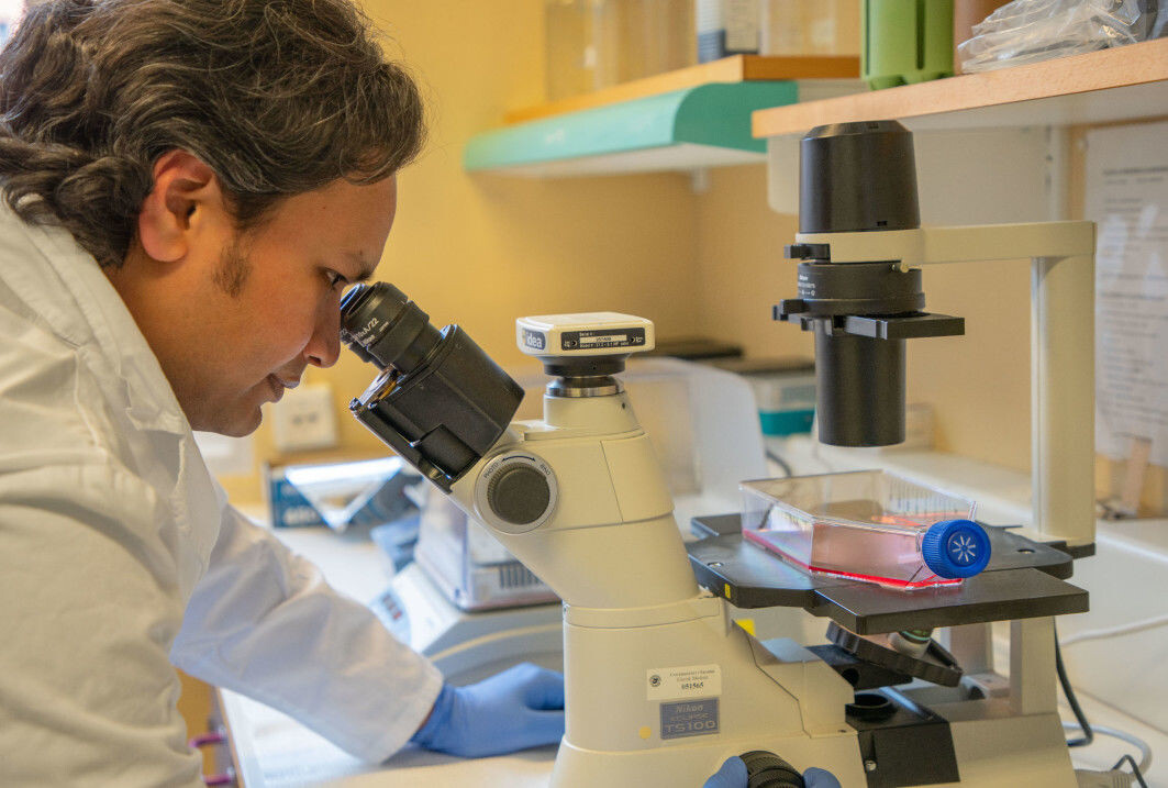 Ashraful Islam at UiT Norway's Arctic University looks at cells he has cultivated in the laboratory. He has participated in an international research collaboration on a completely new medicine for autoimmune disease. Ashraful Islam at UiT Norway's Arctic University looks at cells he has cultivated in the laboratory. He has participated in an international research collaboration on a completely new medicine for autoimmune disease.