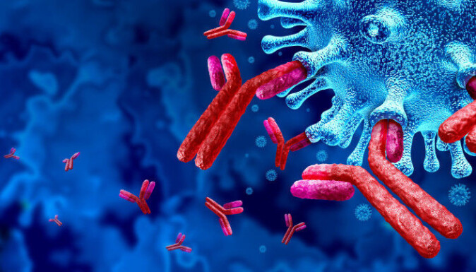 The red Y-shaped molecules are antibodies that the body's immune system has made. Each antibody recognizes a special antigen, i.e. a special part of a foreign substance. For example, the antigen may be a specific structure on the outside of a virus, as you see in the illustration. The antibody binds to the antigen and helps to neutralize the virus. The red Y-shaped molecules are antibodies that the body's immune system has made. Each antibody recognizes a special antigen, i.e. a special part of a foreign substance. For example, the antigen may be a specific structure on the outside of a virus, as you see in the illustration. The antibody binds to the antigen and helps to neutralize the virus.