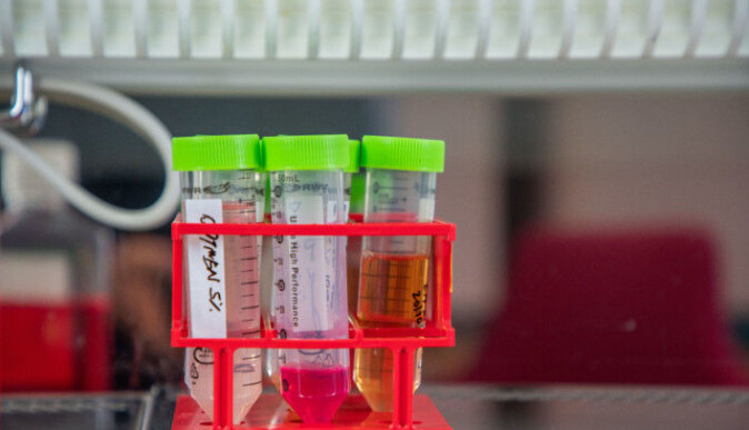 It’s a long process to make the nanobody that gets injected into the mice. These vials show one step in the process. It’s a long process to make the nanobody that gets injected into the mice. These vials show one step in the process.