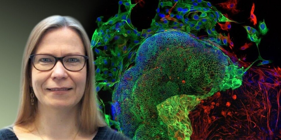 Kaisa Lehti has lead the effort to understand more about why chemotherapy sometimes doesn't work.