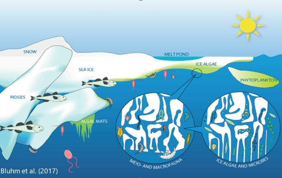 Figure 1. Illustration of the under and within sea ice community.