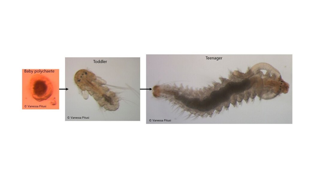 Stages of polychaete development within sea ice; species unknown. Stages of polychaete development within sea ice; species unknown.