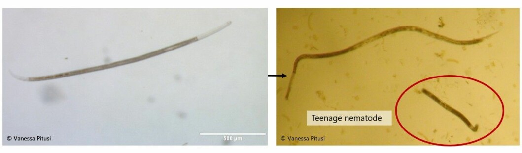 Nematodes from Arctic fjord ice samples.