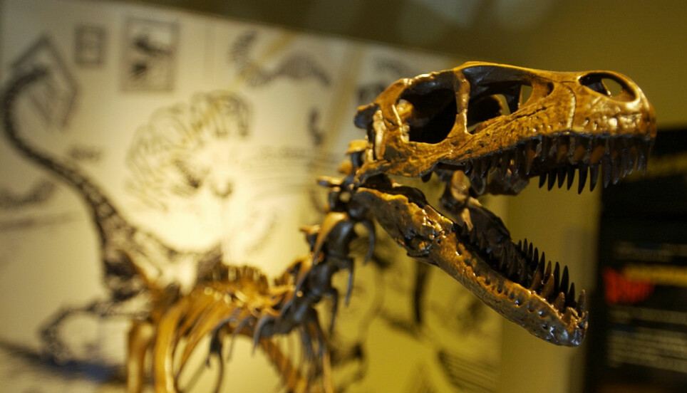 The Tyrannosaurus rex is perhaps the world’s most famous dinosaur. The Natural History Museum in Oslo has a copy of a skeleton that is called Stan.