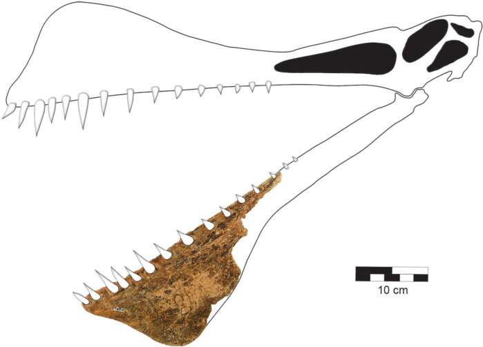 This was the only piece researchers had to work with when they were studying a flying lizard. This was the only piece researchers had to work with when they were studying a flying lizard.