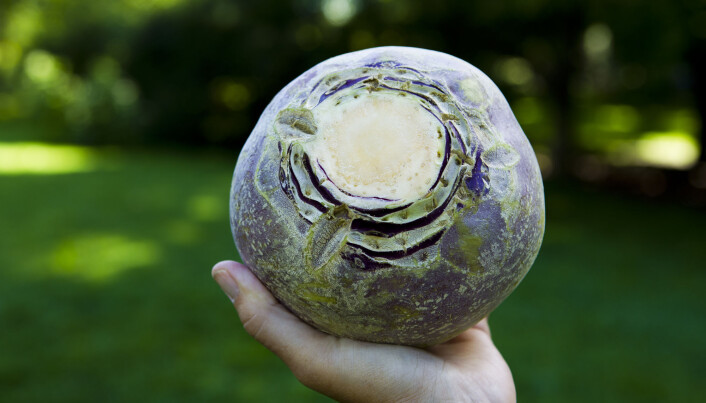 When it comes to the climate, there’s reason to increase the use of locally produced turnips and other Norwegian vegetables. When it comes to the climate, there’s reason to increase the use of locally produced turnips and other Norwegian vegetables.