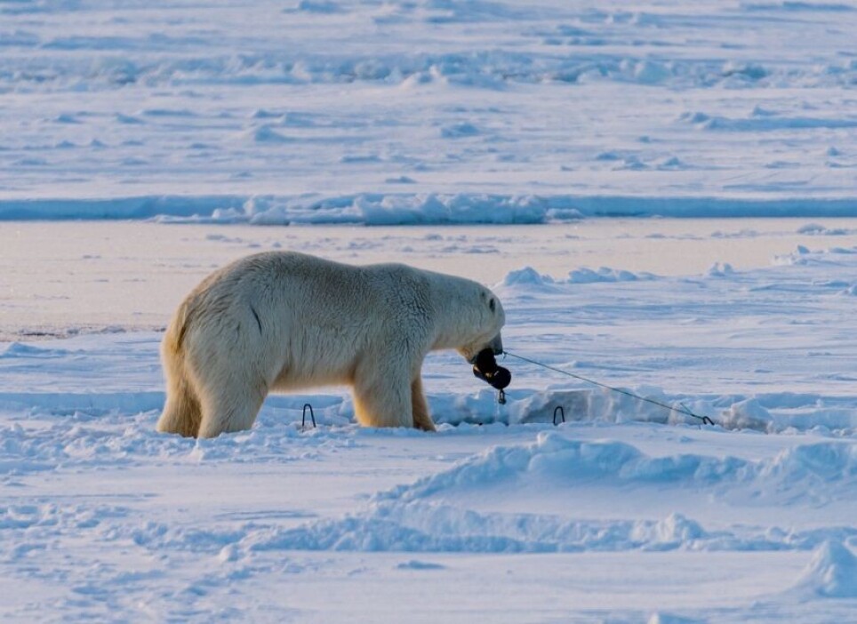Not all fieldwork go as planned. The amphipod traps were supposed to attract tiny creatures, but ended up being a snack for the King of the Arctic instead.