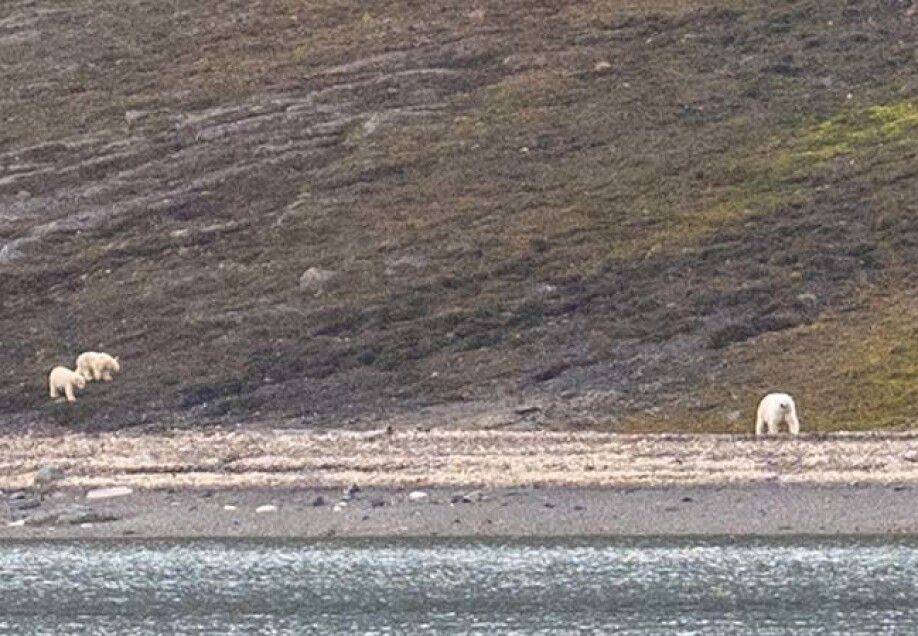 The group of researchers quickly moved out of the area as the mother bear and her two cubs approached.
