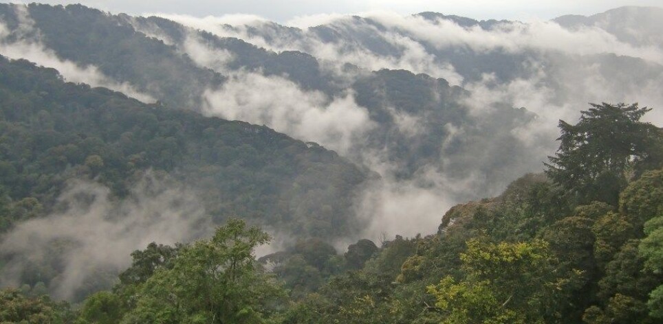 Montane forest in Rwanda.