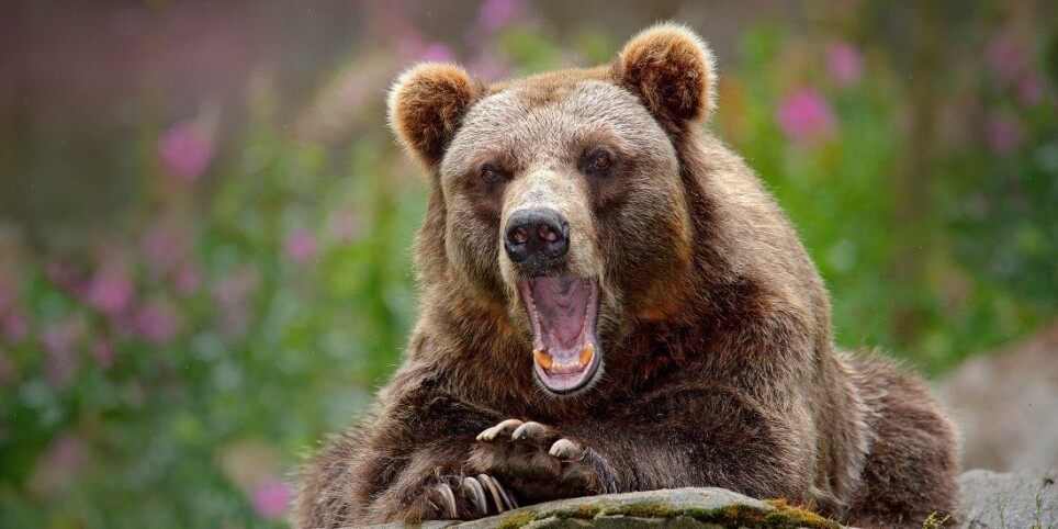 The research group found that human use of antibiotics also affected the bears’ bacteria and their resistance to antibiotics.
