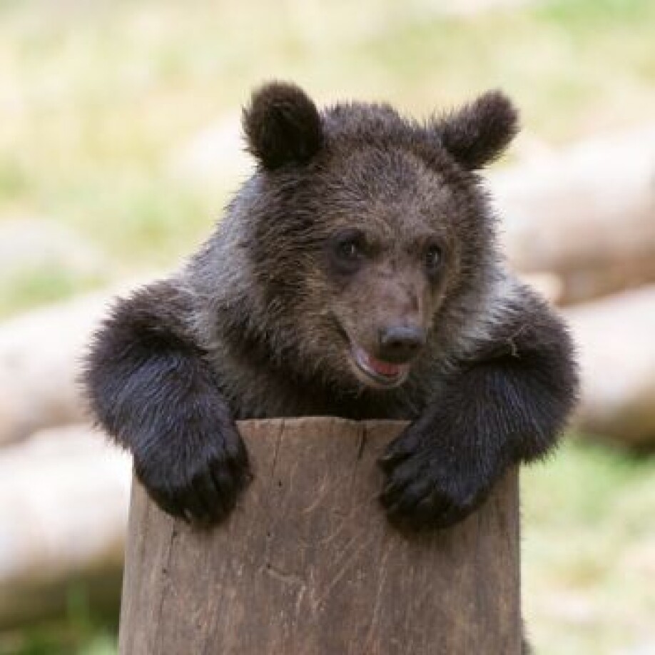 The fact that bacteria develop resistance to antibiotics is a big problem, for humans and for animals in the wild. That means it’s smart for both bears and people for us to limit their use.