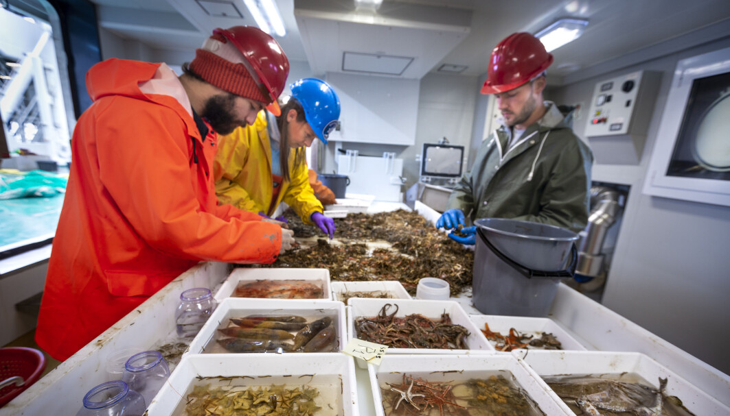 Sorting the catch of a bottom trawl Sorting the catch of a bottom trawl