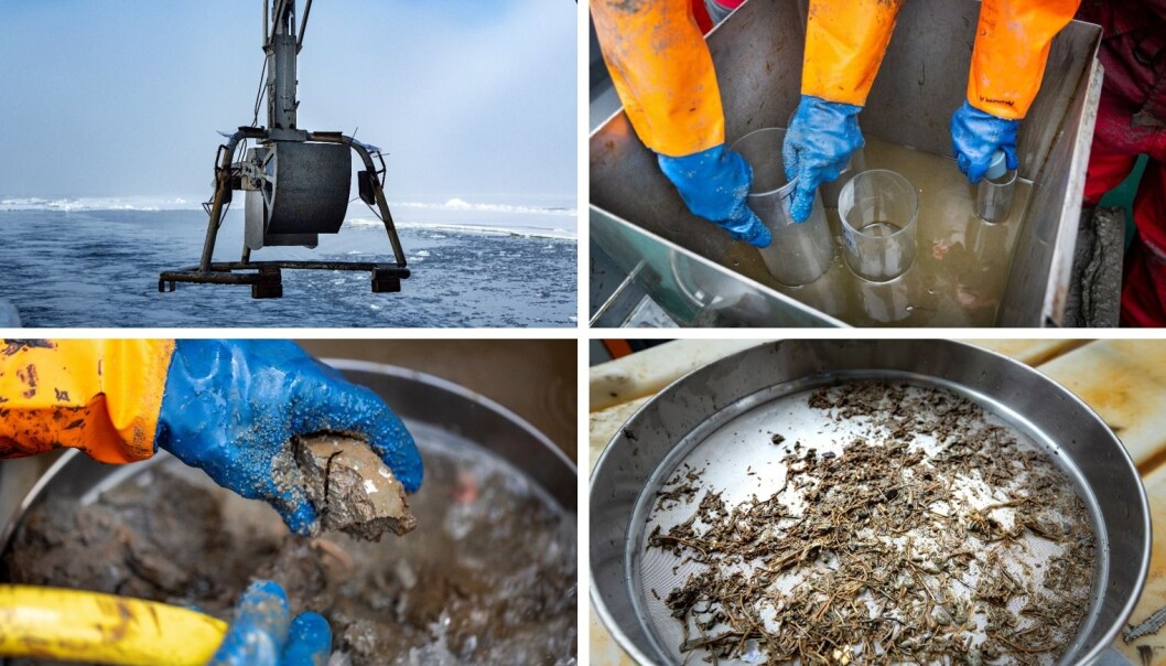 Many places in the Arctic the seafloor consist of soft sediments. The animals living in the sediment are sampled with a box corer – a large and heavy metal box without bottom that is pushed deep into the sediment. Upon retrieval, scientists carefully wash the sediment collecting small worms and mussels. These are identified for species and analyzed for their isotope composition. Many places in the Arctic the seafloor consist of soft sediments. The animals living in the sediment are sampled with a box corer – a large and heavy metal box without bottom that is pushed deep into the sediment. Upon retrieval, scientists carefully wash the sediment collecting small worms and mussels. These are identified for species and analyzed for their isotope composition.