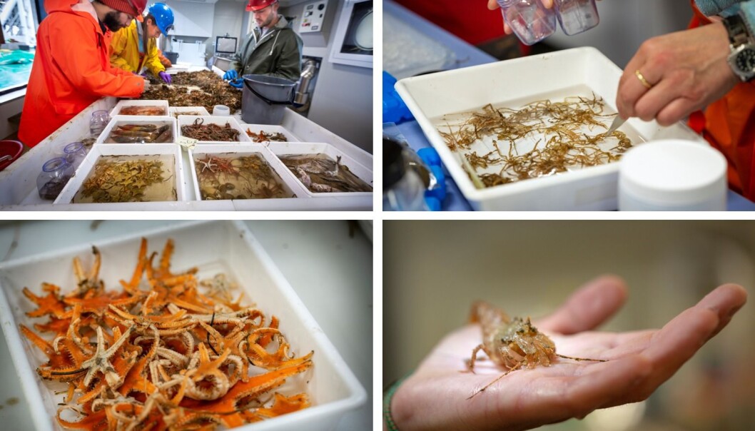 Sorting the catch of a bottom trawl according to species takes time but is the only way to get an understanding of how these animals survive the harsh Arctic conditions and how climatic changes may affect them. Sorting the catch of a bottom trawl according to species takes time but is the only way to get an understanding of how these animals survive the harsh Arctic conditions and how climatic changes may affect them.